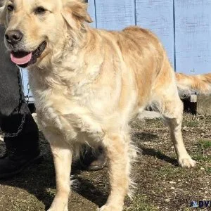 AKC Golden Retriever Sally born 12-30-20 Call 2318212603