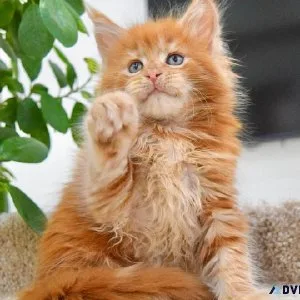 Cute and adorable Maincoon kittens for sale