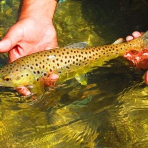 Himalayan golden mahseer fishing