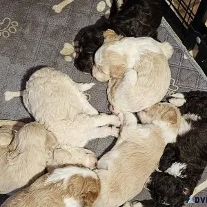 Aussiedoodle Puppies