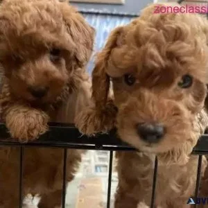 Beautiful Dog for sale
