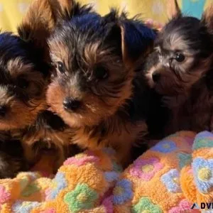 Excellent Mini Yorkie Puppies