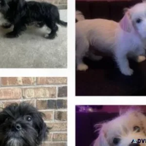Morkie Poo
