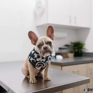 Pet Theft What Every Pet Owner Should Know - Vet in Downey CA