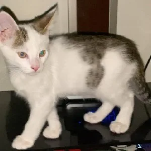 Mixed Male Kitten 2MO