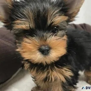 Yorkies for Rehoming