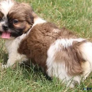 AKC Shih Tzu puppies male and female