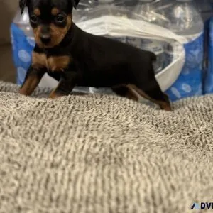 Miniature Pinscher