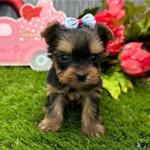 Gorgeous Tiny Yorkie Puppies For Adoption