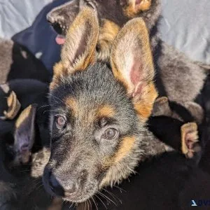 German Shepherd Puppies - MALE