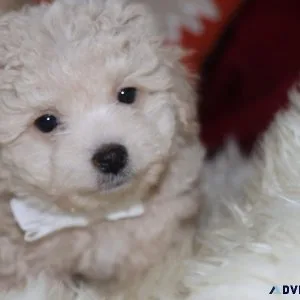 Maltipoo Puppies