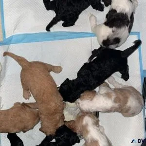 Goldendoodle Puppies