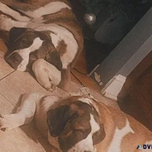 St Bernard puppies
