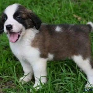 AKC Saint Bernard puppies