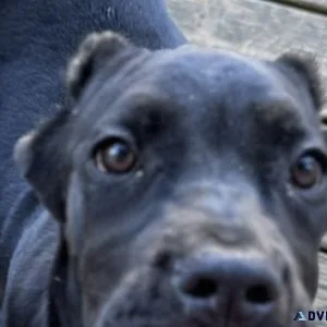 Cane corso pups