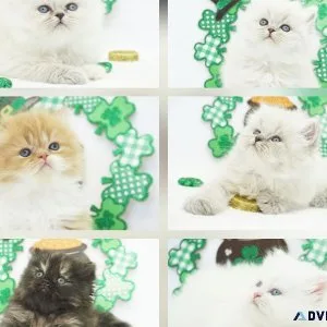 CFA Persian and Himalayan Kittens