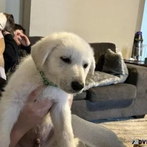 White German Shepherd
