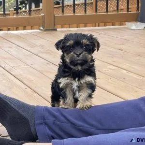 Bouncing male and female yorkie