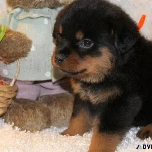 babyish German rottweiler puppies for good homes