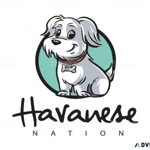 How Much Are Havanese Puppies