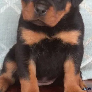 cavernous German rottweiler puppies for good homes