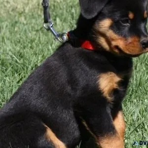 candid German rottweiler puppies for good homes