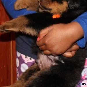 calculating German rottweiler puppies for good homes