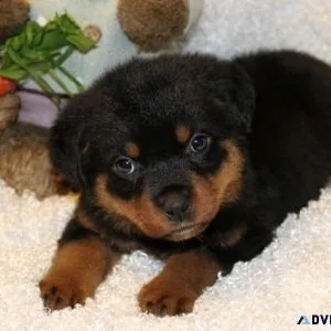 chubby German rottweiler puppies for good homes