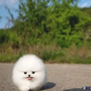 white pomeranian puppy free
