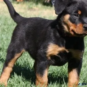 careful German rottweiler puppies for good homes