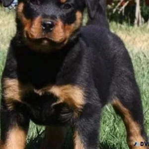 capital German rottweiler puppies for good homes