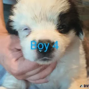 St Bernard puppies