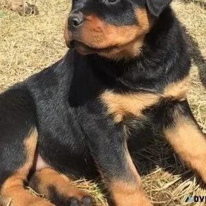 charming German rottweiler puppies for good homes