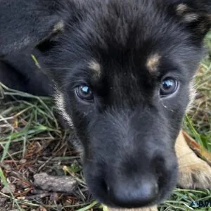 AKC German Shepherd Puppies