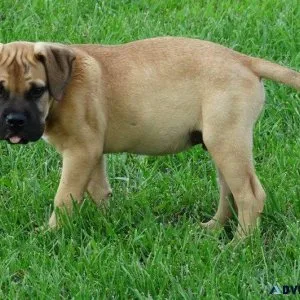AKC Bullmastiff boys and gilrs