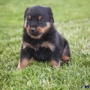 sweet German rottweiler puppies for good homes