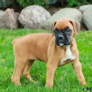 Home raised Boxer Puppies.