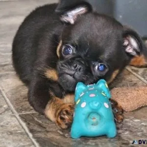 Very Intelligent Brussels Griffon Puppies Available.
