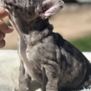 French Bulldog