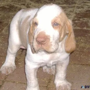 Adorable Bracco Italiano Puppies