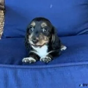 Miniature Dachshund Puppies