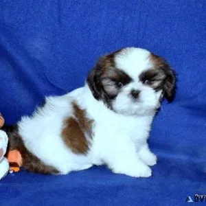 AKC Shih Tzu Males