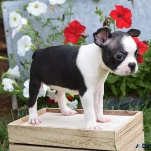Home raised Boston Terrier Puppies