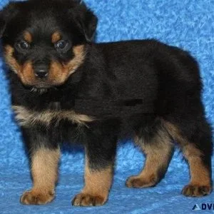 big head German rottweiler puppies for good homes