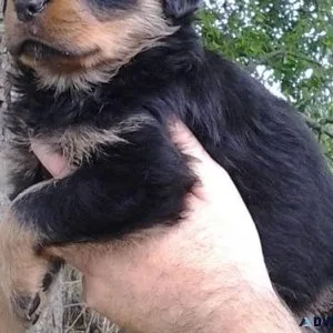 composed German rottweiler puppies for good homes