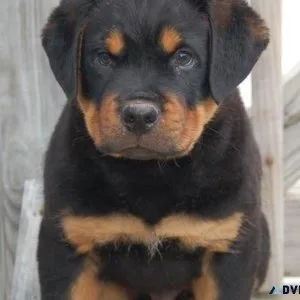 beloved German rottweiler puppies for good homes