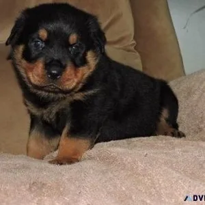 common German rottweiler puppies for good homes