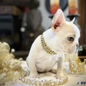 Puppy frenchie Girl