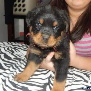 cumbersome German rottweiler puppies for good homes