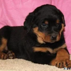 brave German rottweiler puppies for good homes